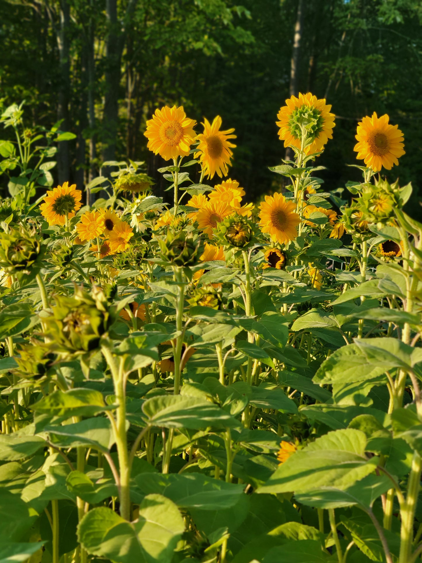 Bouquet Buddies - Late Summer 2026