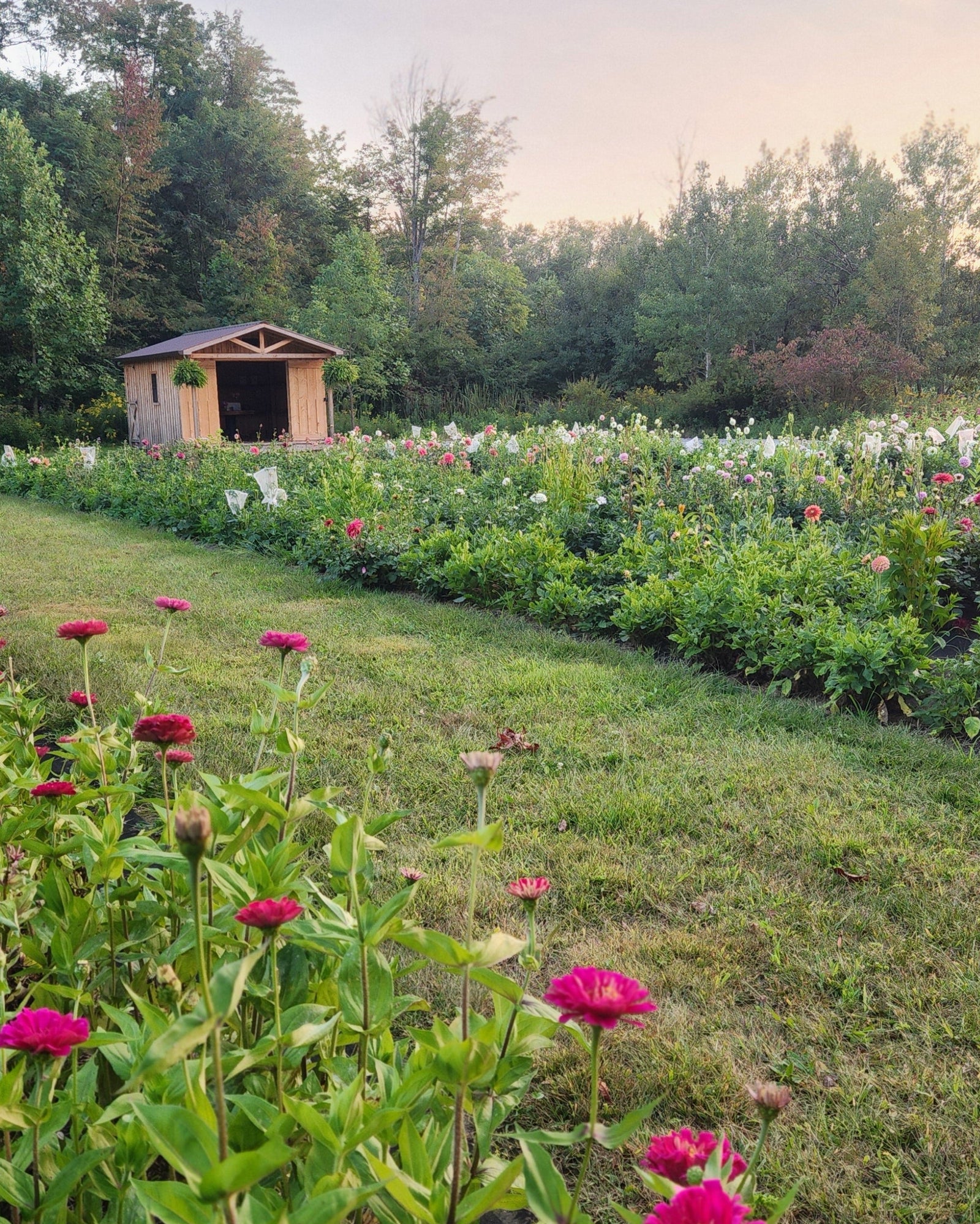 The Bumbling Bee Flower Farm photo 3