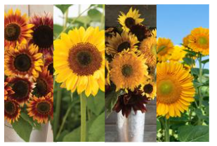 The Bumbling Bee Flower Farm photo 23